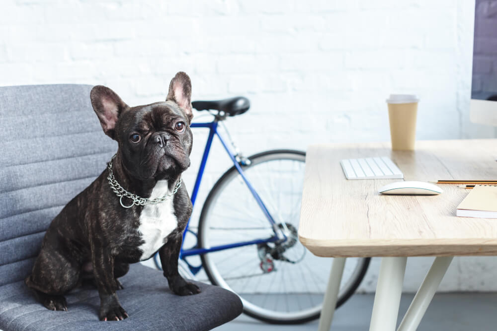 dog in apartment